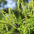 Immagine decorativa per il contenuto Disposizione per il contenimento della pianta "Ambrosia Artemisiifolia"